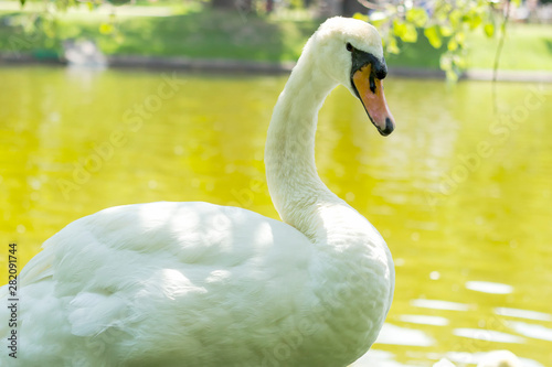 Fototapeta Naklejka Na Ścianę i Meble -  Swans on the lake. Swans in the park under the trees. White swans in the park under the trees by the lake.