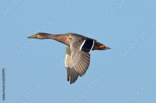 Very close view of a male wild duck flying, seen in a North California marsh