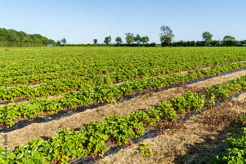 Fresh strawberry plants in the farm landscape