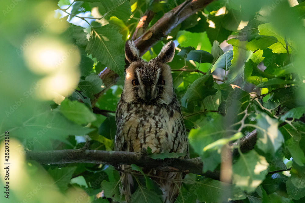 Obraz premium Long eared owl