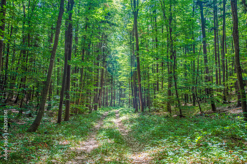 path in green forest