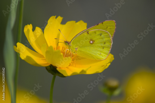yellow butterfly on yellow flower © Hakgoo