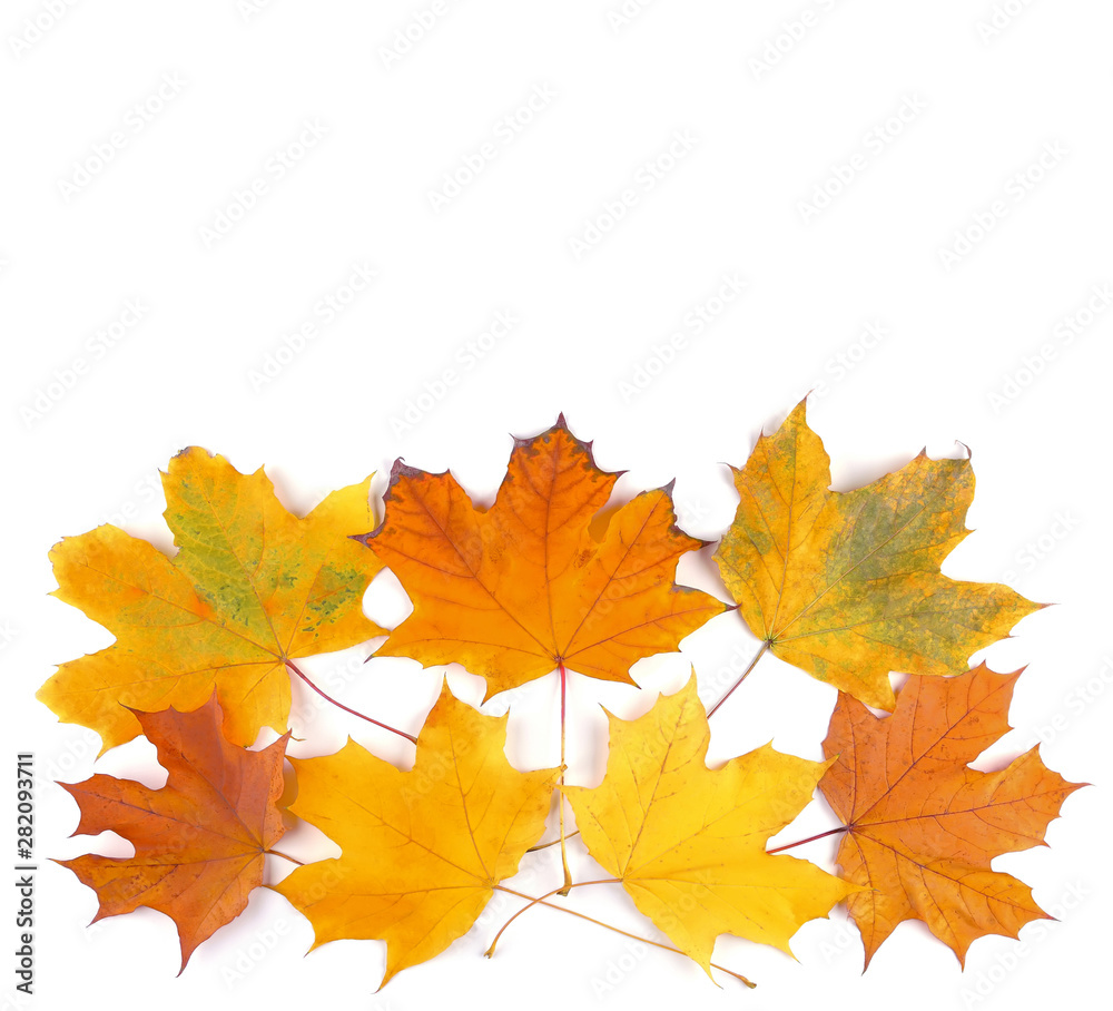 Colorful autumn maple leaves isolated on white background Colorful autumn maple leaves isolated on white background