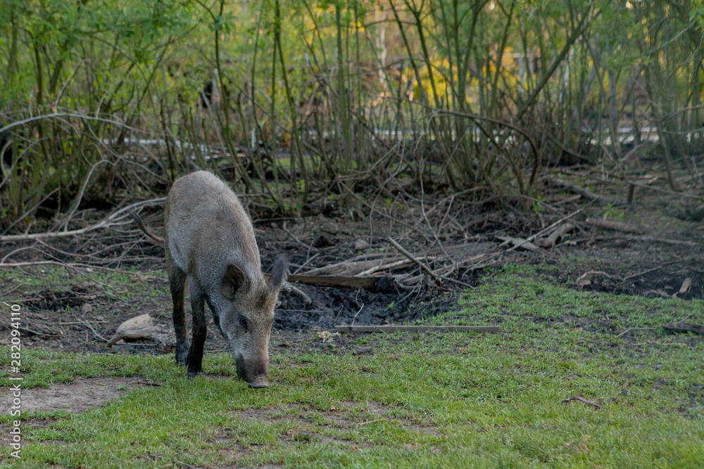 Wild small pig contentedly grazing on grass Wild small pig contentedly grazing on grass