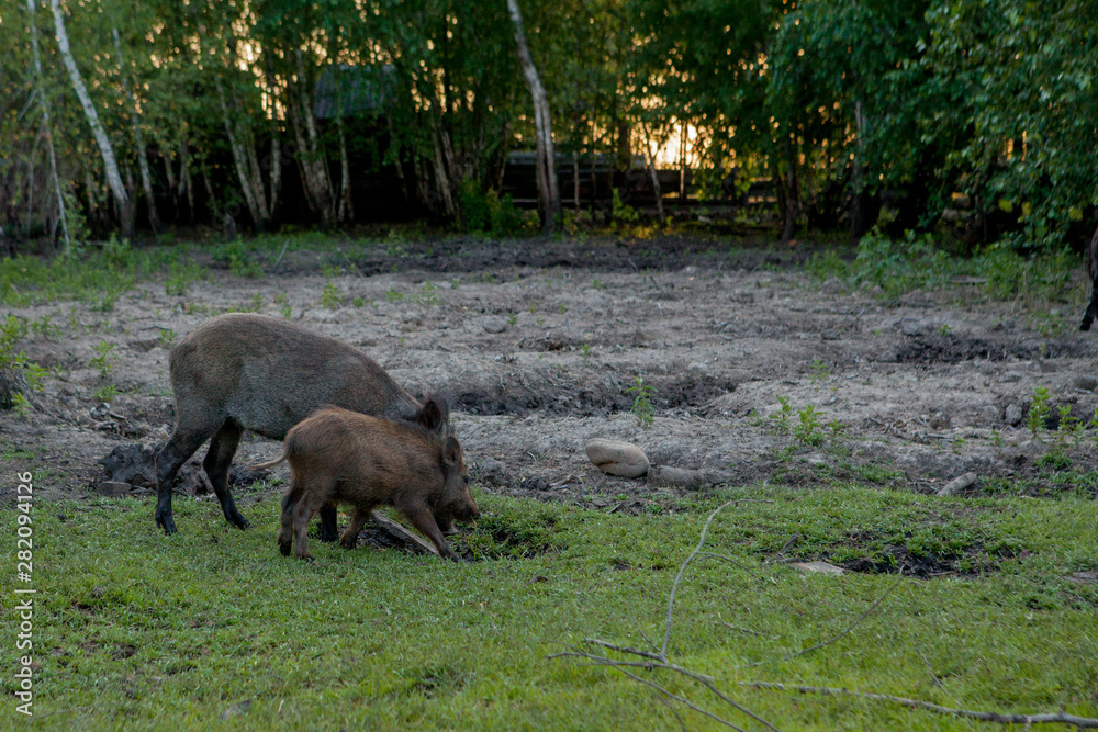 Family Group of Wart Hogs Grazing Eating Grass Food Together. Family Group of Wart Hogs Grazing Eating Grass Food Together.
