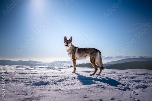 Wolf dog in a bright sunny light on the snow