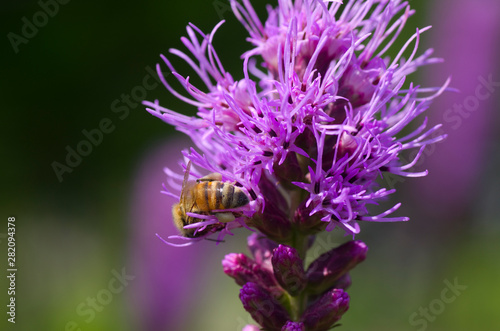bee on violet liatris flower © Hakgoo