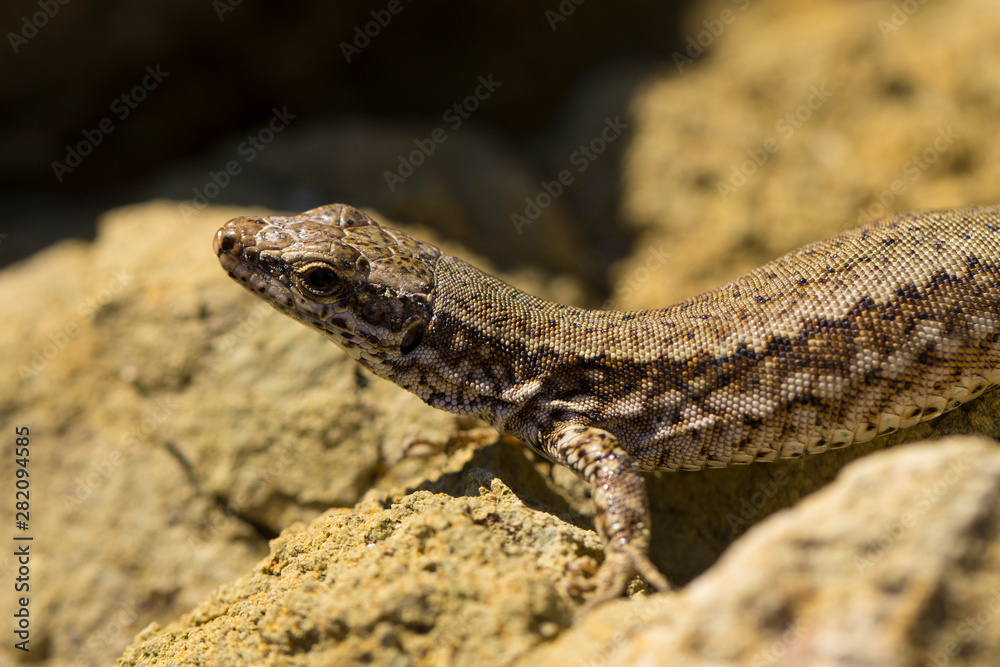 The sand lizard (Lacerta agilis) is a lacertid lizard. The habitat of the reptile is in a rocky area. An old lizard resting on a rock on a Sunny day. The wise reptile, enjoy the passing life. The sand lizard (Lacerta agilis) is a lacertid lizard. The habitat of the reptile is in a rocky area. An old lizard resting on a rock on a Sunny day. The wise reptile, enjoy the passing life.