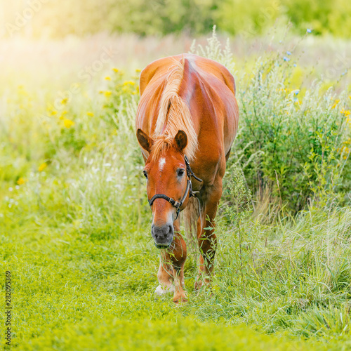 Horse in the field of scenic nature landscape at sunset time.