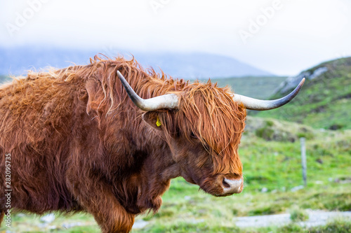 head of a highland cattle in Scotland