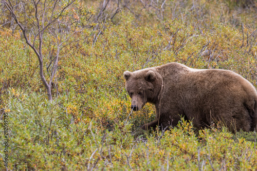 Wallpaper Mural Grizzly Bear in Autumn in Alaska Torontodigital.ca