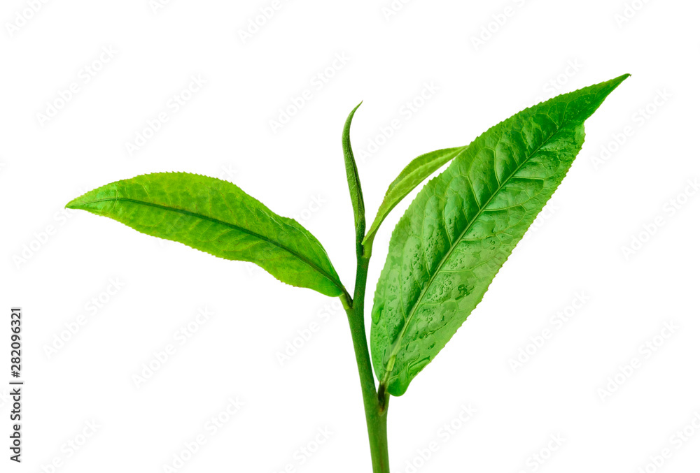 Obraz premium Green tea leaf isolated on white background