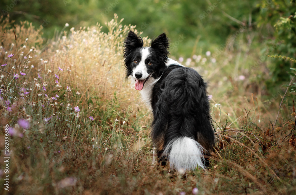 border collie dog beautiful portrait in the forest look magic light