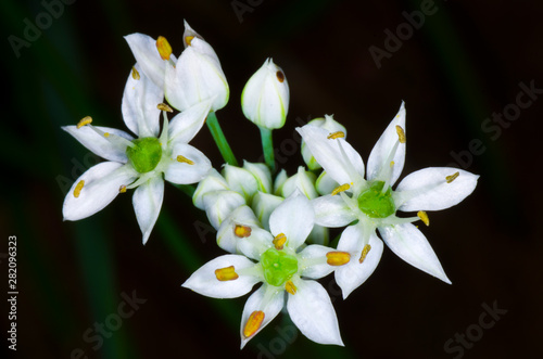 Fototapeta Naklejka Na Ścianę i Meble -  blossom of white flower, chives