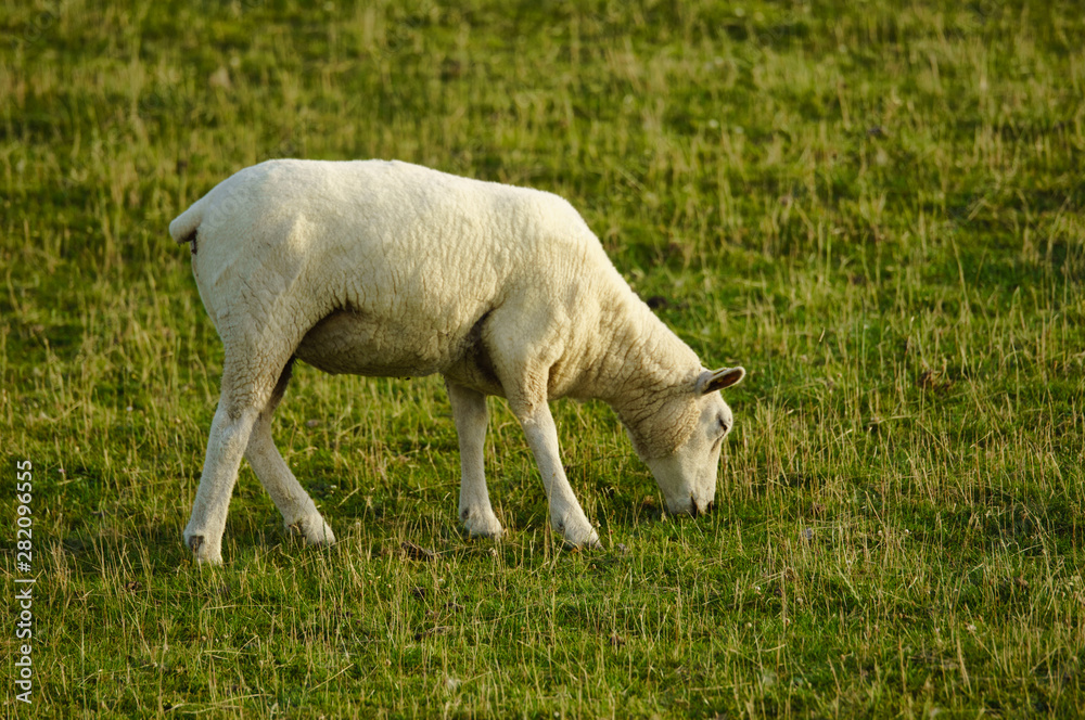 Obraz premium Norddeutsche Schafe in Husum