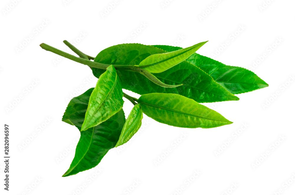 Green tea leaf isolated on white background Green tea leaf isolated on white background