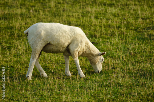 Norddeutsche Schafe in Husum © Sven Förter