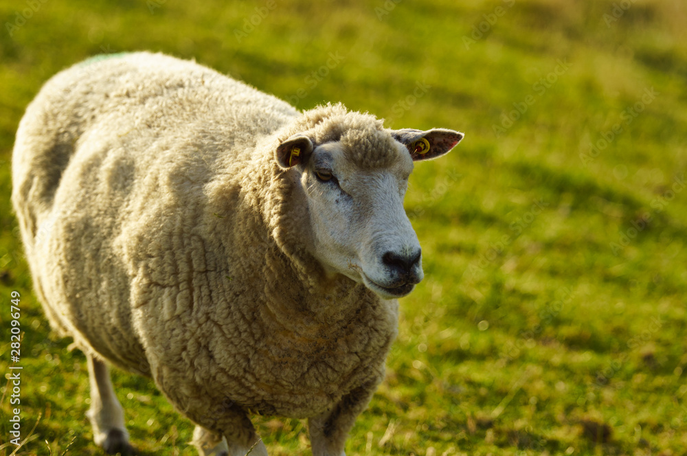 Norddeutsche Schafe in Husum