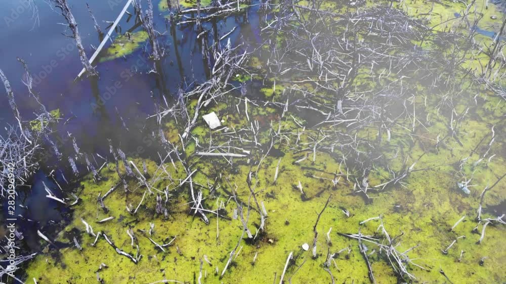 Scenery of mangrove forests and mangroves that borrow and die