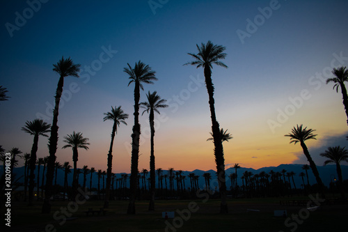Palm Trees in Death Valley National Park