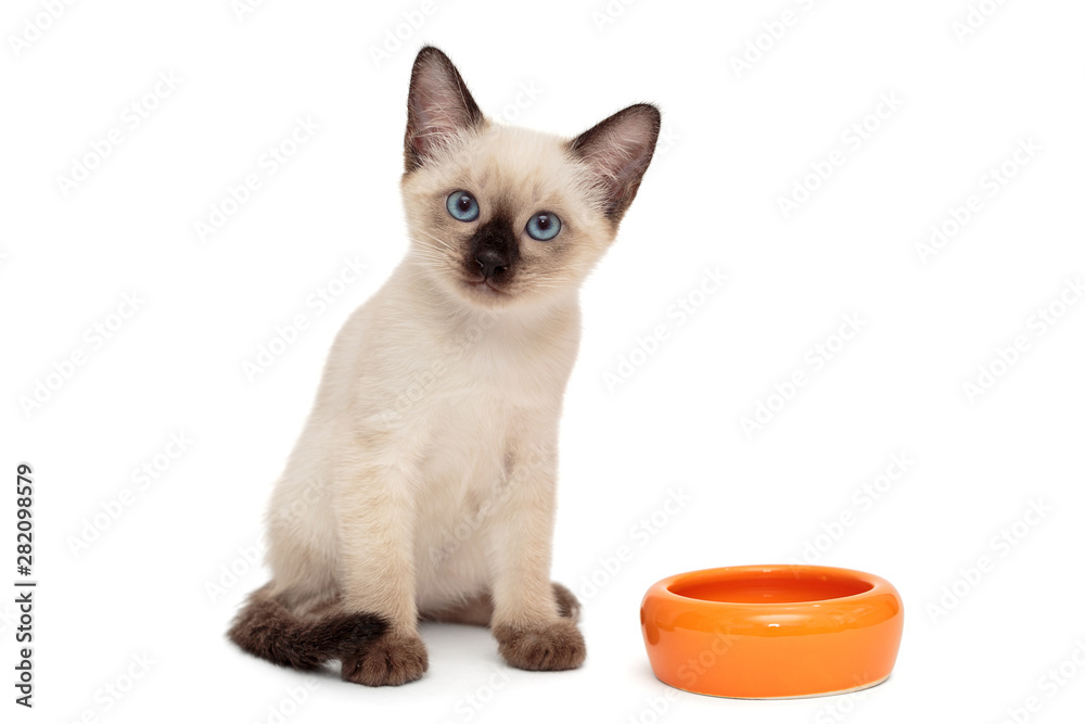 Small Siamese kitten and food bowl