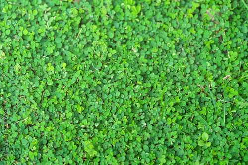 Green plant background and natural wallpaper texture.