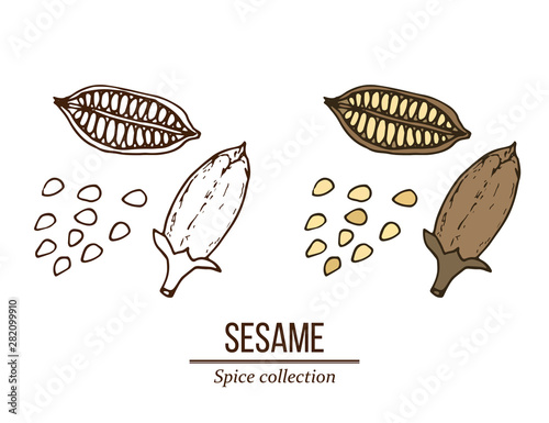 Spice collection, sesame seed hand drawn