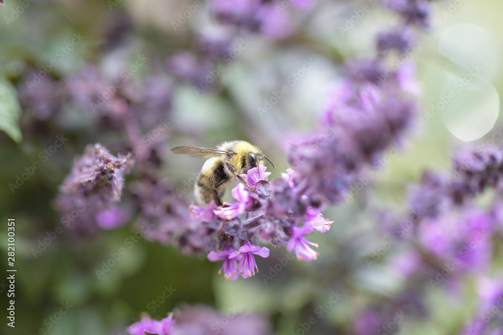 Hummeln; Bienen; Bestäubung; Blüten; Sommer; Pollen, Naturschutz Hummeln; Bienen; Bestäubung; Blüten; Sommer; Pollen, Naturschutz