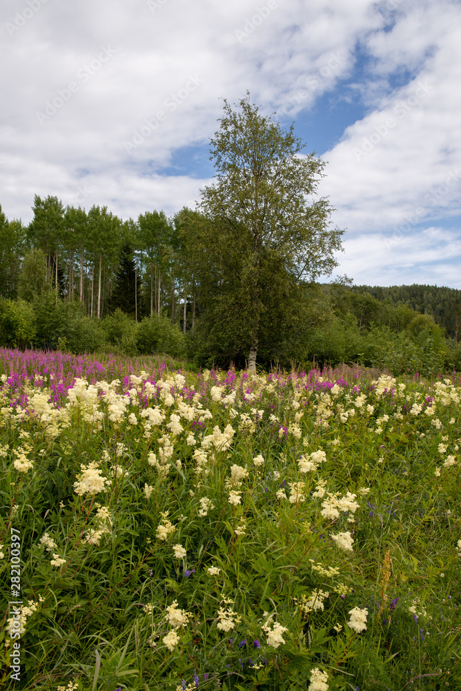 Summer in Sweden Summer in Sweden
