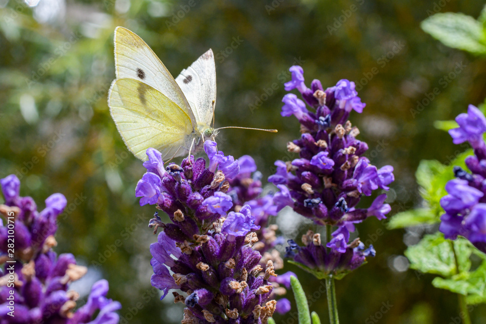 Schmetterling,Kohlweißling; Bestäubung; Blüten; Sommer; Pollen, Naturschutz Schmetterling,Kohlweißling; Bestäubung; Blüten; Sommer; Pollen, Naturschutz