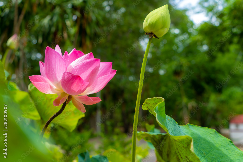 beauty lotus flower as flower of Buddhism sign 