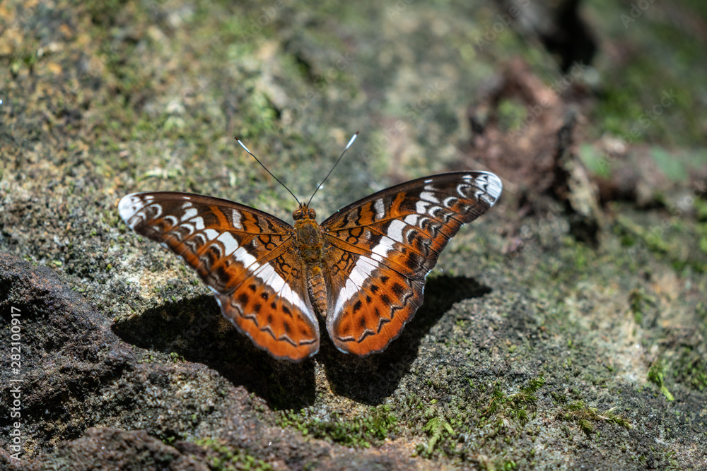 Obraz premium Beautiful butterflies. Come eat minerals. Beautiful pattern on butterfly wings.