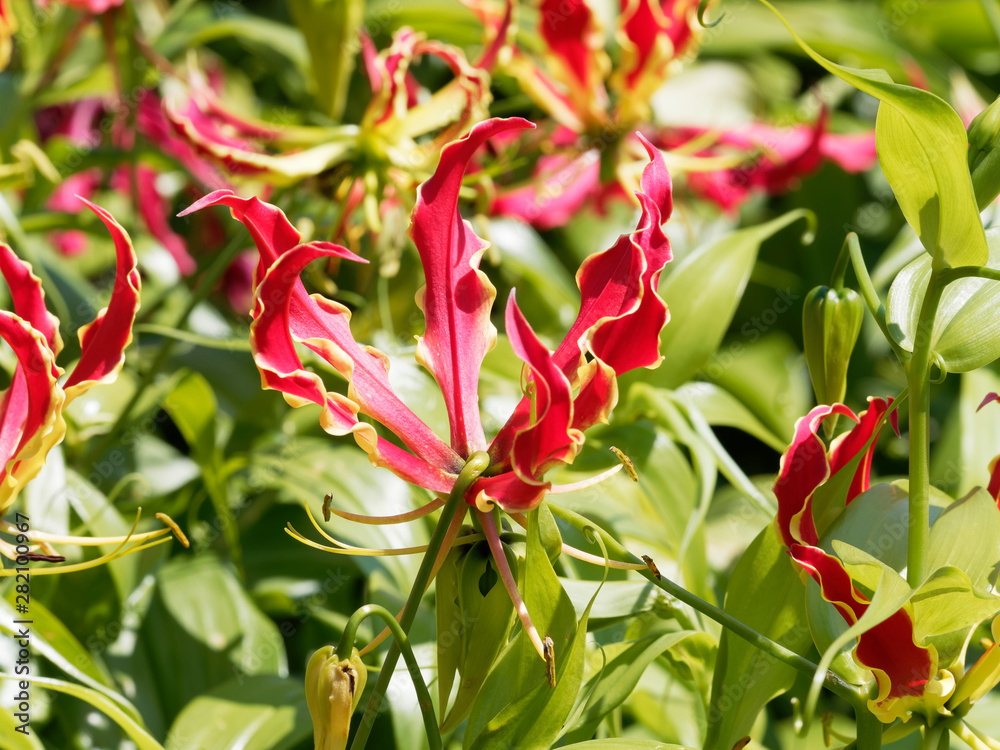 Gloriosa superba | Glorieuse | Lis de Malabar | Lis de flamme , en cours de maturation Gloriosa superba | Glorieuse | Lis de Malabar | Lis de flamme , en cours de maturation