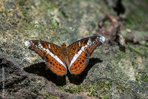 Beautiful butterflies. Come eat minerals. Beautiful pattern on butterfly wings.