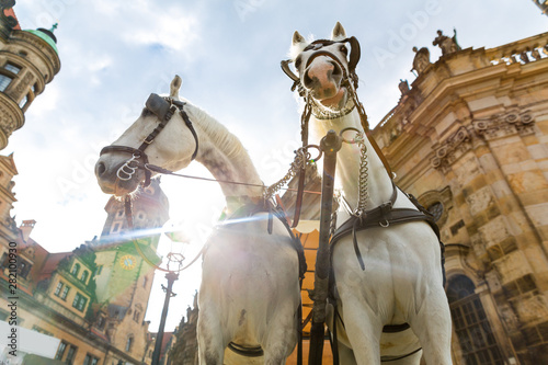 Excursion horses faces in o...