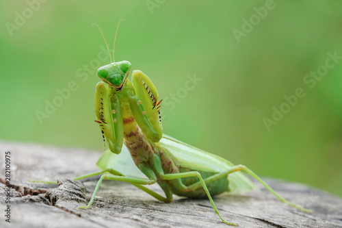 grasshopper, mantis in Defensive Stance on tree stump.