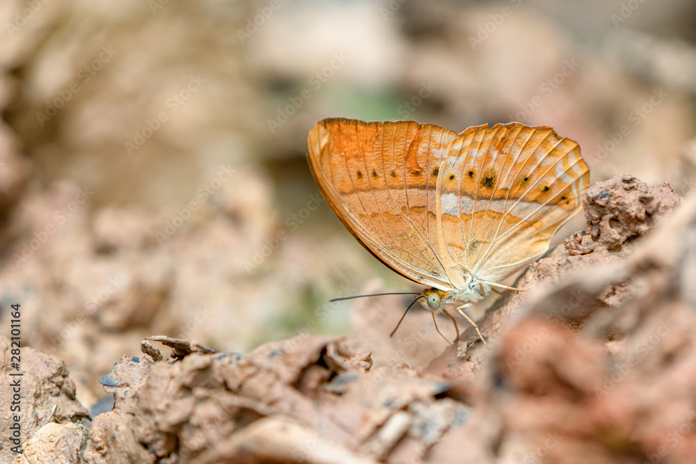 Beautiful butterflies. Come eat minerals. Beautiful pattern on butterfly wings. Beautiful butterflies. Come eat minerals. Beautiful pattern on butterfly wings.