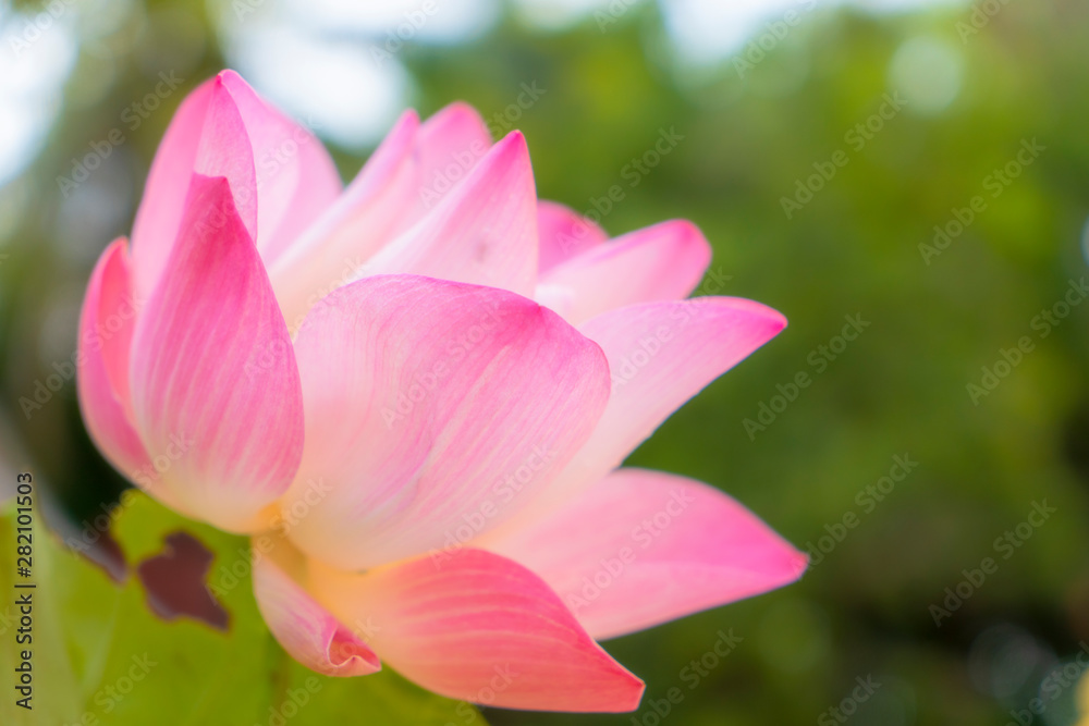 pink lotus blossom with blurry green space background pink lotus blossom with blurry green space background