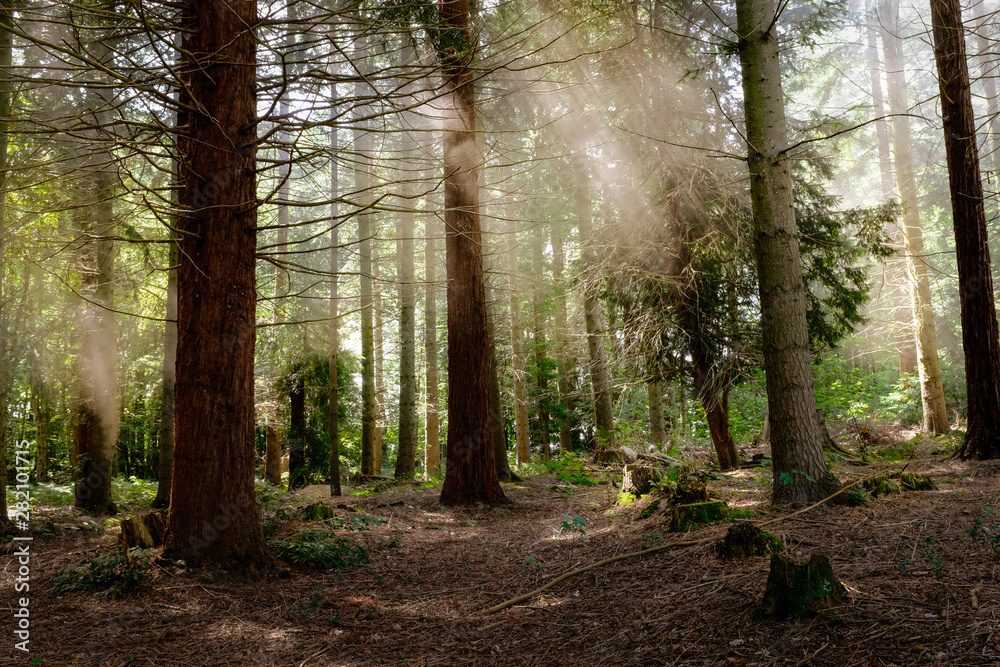 Obraz premium Sunlight illuminating smoke in woods