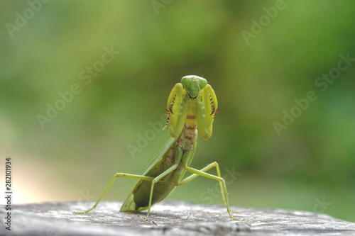 grasshopper, mantis in Defensive Stance on tree stump.