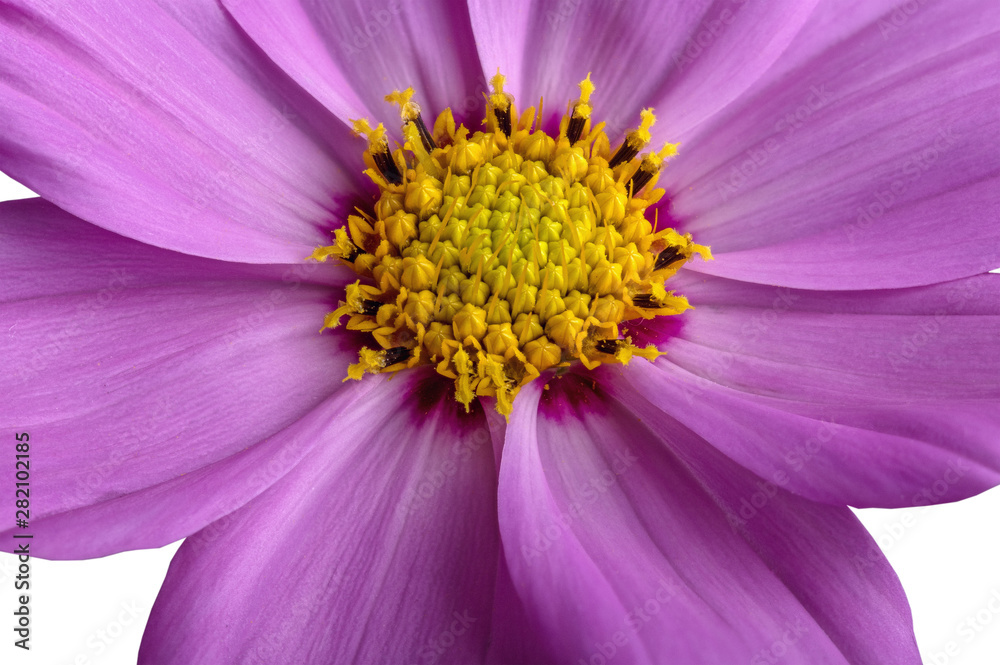 Part of the flower. Lilac flower and yellow center. Part of the flower. Lilac flower and yellow center.