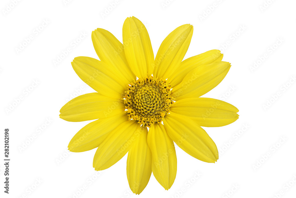 Yellow daisy flower on a white background.