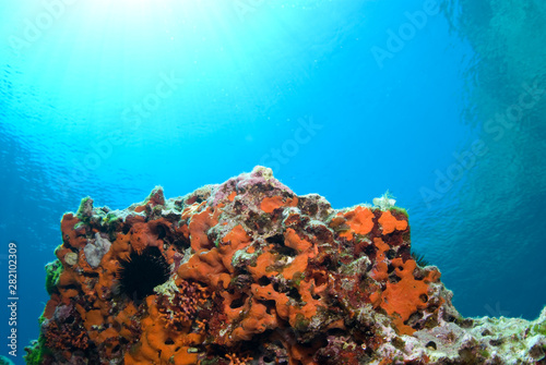 Sea urchin and sponges in blue sea, Mediterranean. Clear water. View of surface water. Balearic islands.