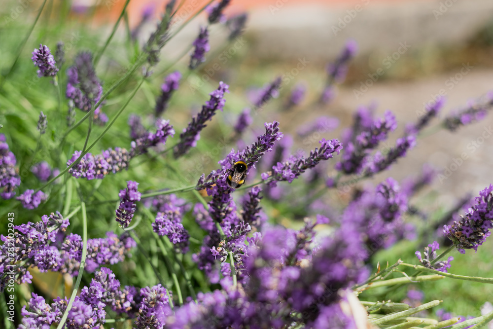 Obraz premium Bumble Bees on Garden Lavender 