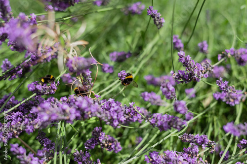 Bumble Bees on Garden Lavender 