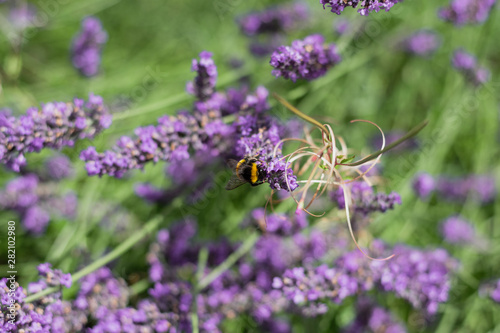 Bumble Bees on Garden Lavender 