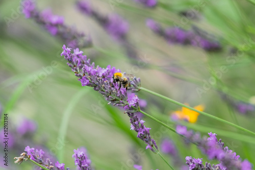Fototapeta Naklejka Na Ścianę i Meble -  Bumble Bees on Garden Lavender 