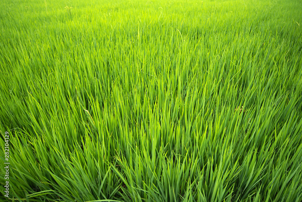 Top view of golden rice fields, rice fields with golden rice paddy fields, rice fields in Thailand Top view of golden rice fields, rice fields with golden rice paddy fields, rice fields in Thailand