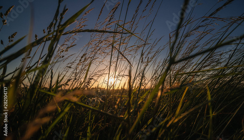 Sunset against light in the shade of blades of grass