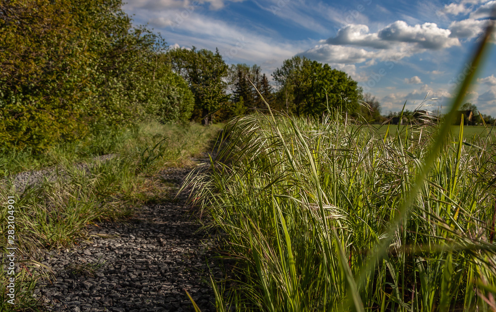 Fototapeta premium Dirt road beside green spring meadow and cloudy sky